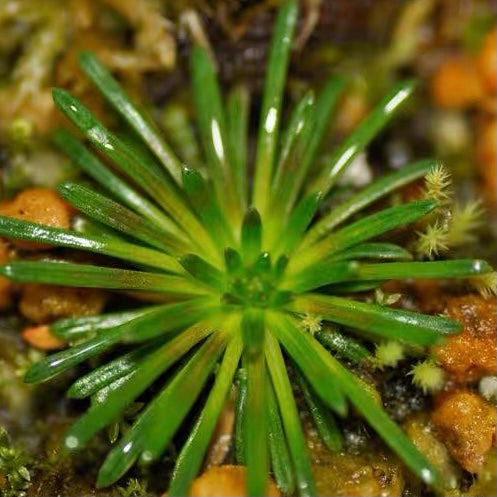 丹波花柱草 Trigger plant（Stylidium petiolare）
