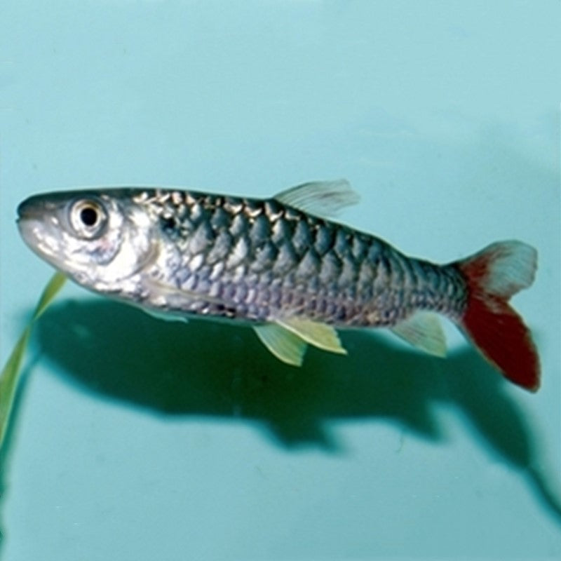 紅尾平克 Tucan Fish (Chalceus erythrurus)