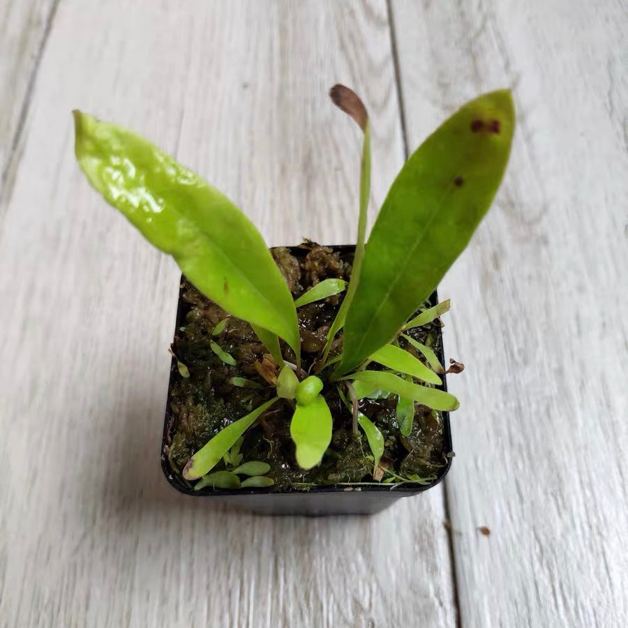 長葉狸藻 Utricularia longifolia
