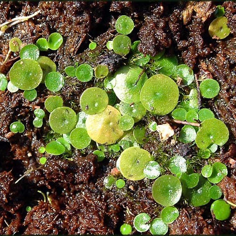 絨毛狸藻 ( Utricularia pubescens )