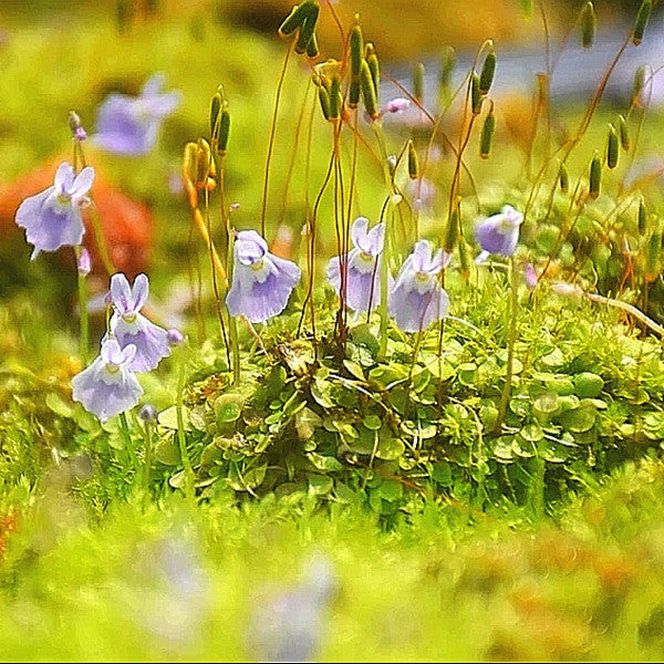 小藍兔狸藻 Sanderson's bladderwort ( Utricularia sandersonii ' Blue ' )
