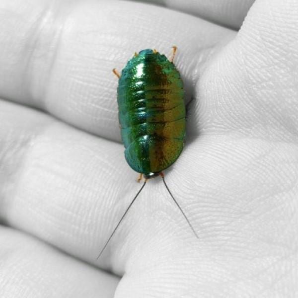 麗冠蠊 Asian Emerald Roach (Pseudoglomeris beybienkoi)