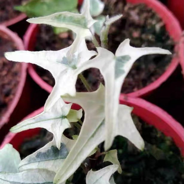常春藤 Variegated needlepoint Ivy ( Hedera helix ) – 森流 - 奇異植物、爬蟲、水族 ...