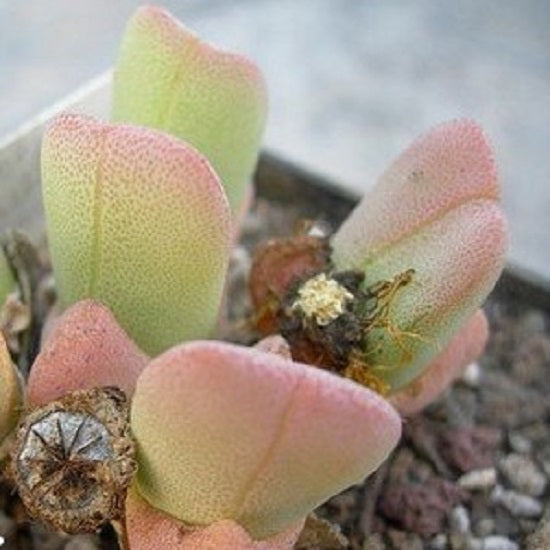 麗玉 Victory Plant (Cheiridopsis vanzylii)