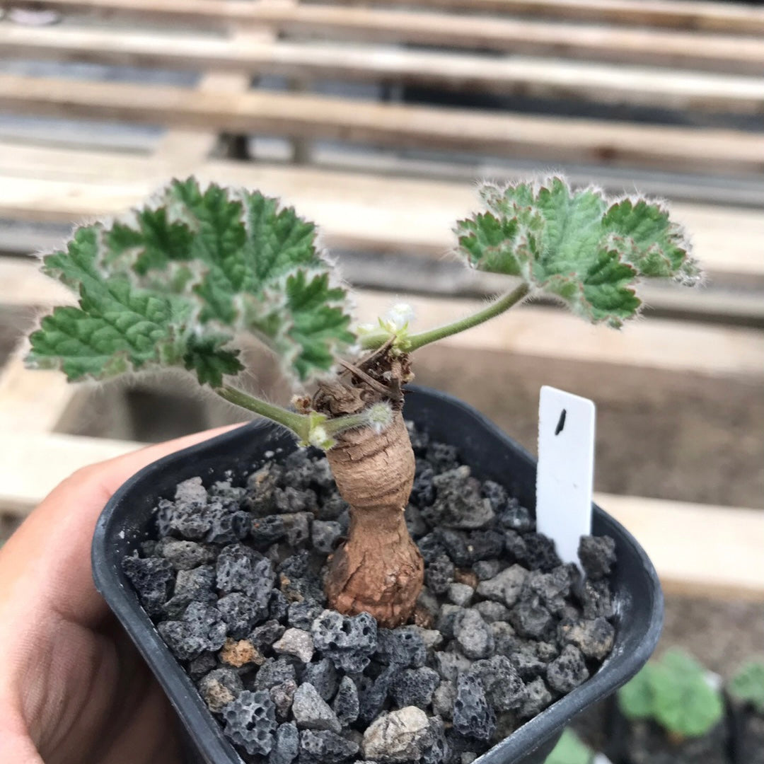羅伯塔洋葵 Vine-leaved pelargonium ( Pelargonium lobatum )