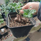 羅伯塔洋葵 Vine-leaved pelargonium ( Pelargonium lobatum )