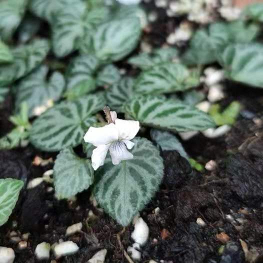 西山堇菜 Viola hancockiiis