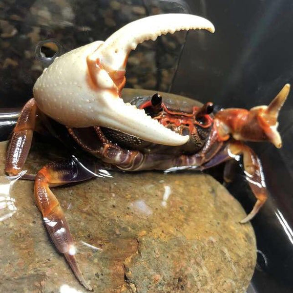 廣東南海溪蟹 Warrior Crab Guangzhou (Nanhaipotamon guangdongens) - 森流 GreenFlow - 動植物造景專門店