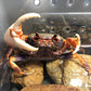 廣東南海溪蟹 Warrior Crab Guangzhou (Nanhaipotamon guangdongens)