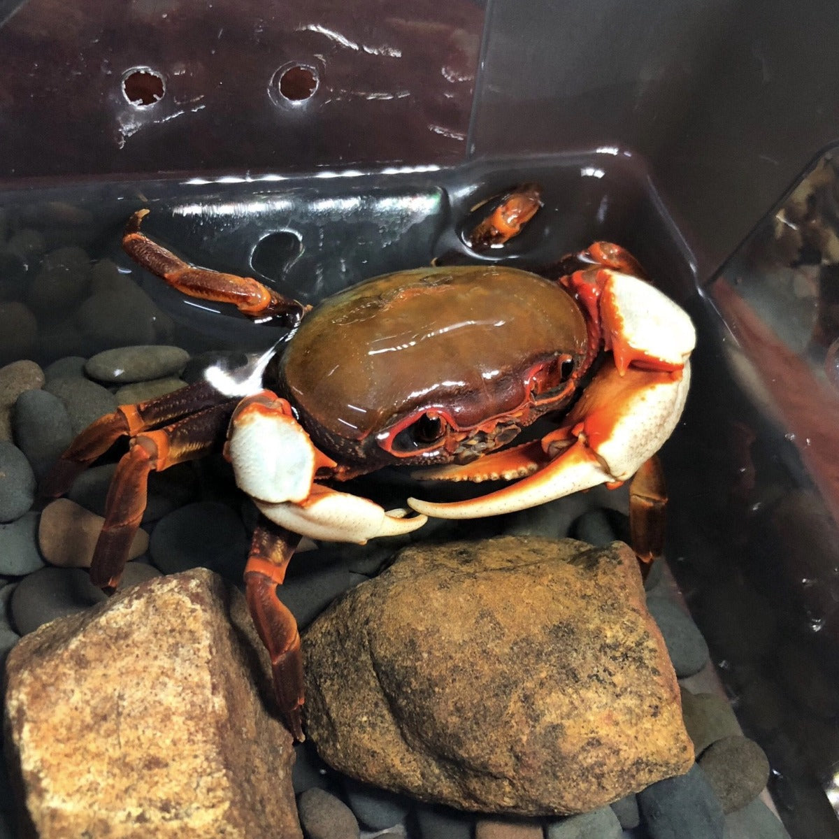 廣東南海溪蟹 Warrior Crab Guangzhou (Nanhaipotamon guangdongens)