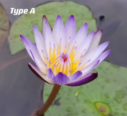 蓮花 Waterlily ( Nymphaea tetragona )
