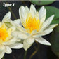蓮花 Waterlily ( Nymphaea tetragona )