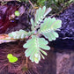 水生含羞草 water mimosa ( Neptunia oleracea )