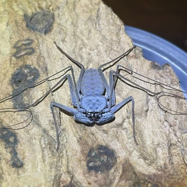 海南韋氏鞭蛛 whip spider（Weygoldtia hainanensis）