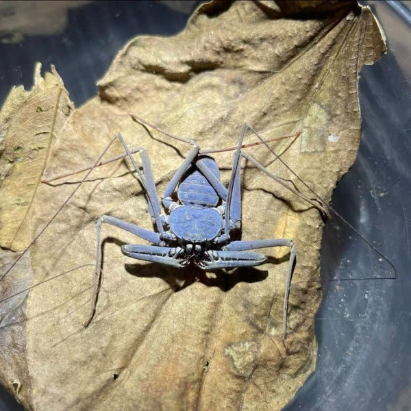 海南韋氏鞭蛛 whip spider（Weygoldtia hainanensis）