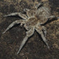 新疆穴居狼蛛 Wolf Spider (Lycosa singoriensis)