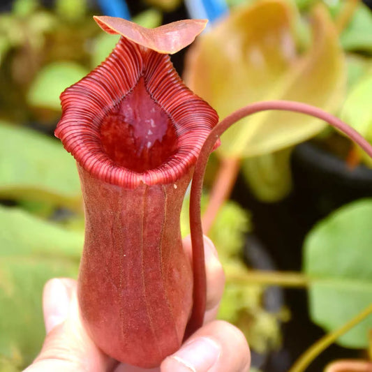 Nepenthes x[lowii x ventricosa(Red)]