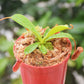 勞氏x紅葫蘆豬籠草 ( Nepenthes x[lowii x ventricosa(Red)] ）