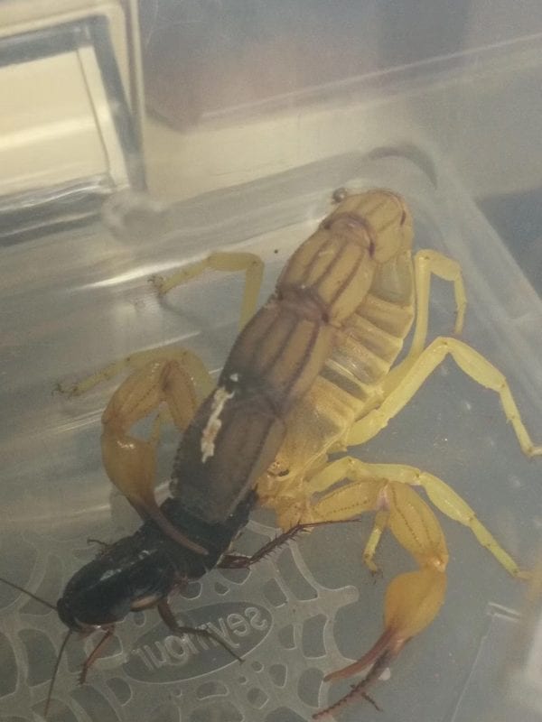 突尼斯黃肥尾蠍 Yellow Fat-tailed Scorpion (Androctonus australis Tunesien)