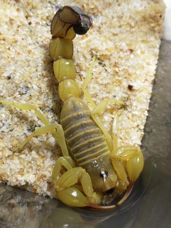 突尼斯黃肥尾蠍 Yellow Fat-tailed Scorpion (Androctonus australis Tunesien)