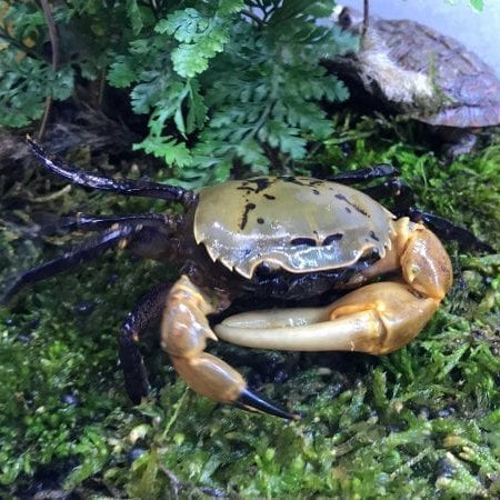 黃灰束腰蟹（可全水養） Yellow Green Samurai Crab (Somanniathelphusa sinensis)