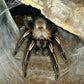 火焰黃膝頭 Yellow Knee Skeleton Tarantula (Ephebopus murinus)