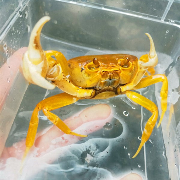 黃越南勾手蟹 Yellow Pirate Crab (Vietorintalia rubrum)